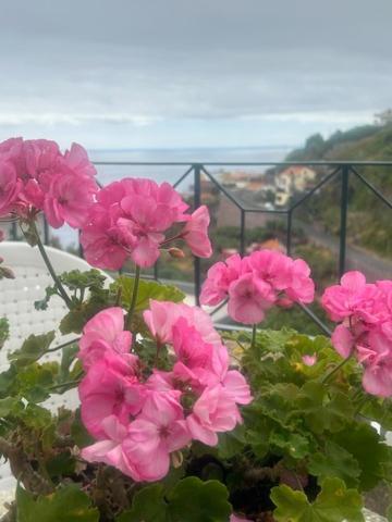 Casa Do Pico Guest House Ribeira Brava Eksteriør bilde